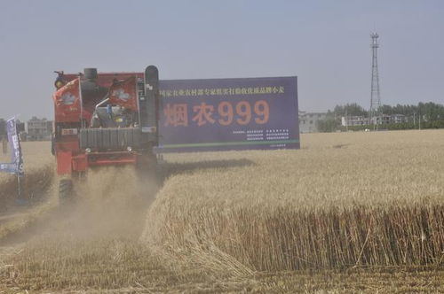 中国种子协会实打验收 烟农999 再次刷新安徽小麦单产记录